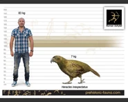 Heracles inexpectatus size