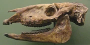 Parahippus Cognatus