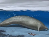 Perucetus