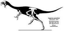 250px-Ajancingenia yanshini skeleton.jpg