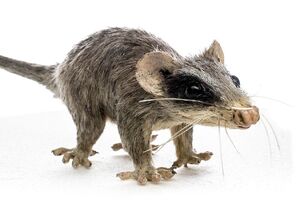 Alphadon sp. - MUSE.jpg