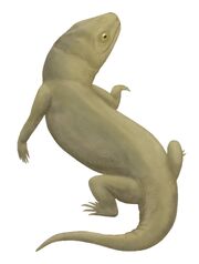 Owenetta kitchingorum