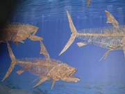 Pachyrhizodus skeletons