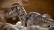 Baby Velociraptors as portrayed in Prehistoric Planet season 2
