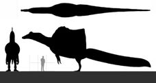 NHMUK R Spinosaurus Diagram A