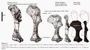 NMC spinosaurus humerus