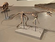 220px-Asilisaurus kongwe FMNH.jpg (11 KB)