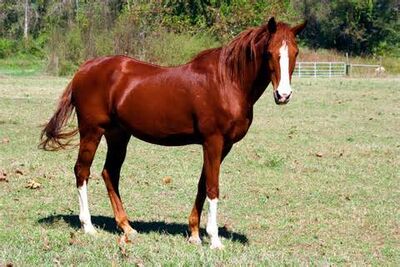 ANIMAL KINGDOM :: UNGULATE MAMMALS :: HORSE :: HORSESHOE image