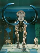 Mammoth-skeleton1-700x919.jpg (190 KB)