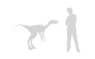 Size comparison