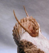 6a64b191ef82ce3b2bc45d95a1cdd65f--petersburg-russia-saint-petersburg.jpg (28 KB)