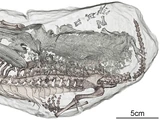 Aetobarbakinoides