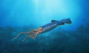 Cylindroteuthis-underwater-9541061