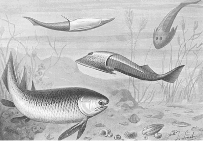 Silurianfishes ntm 1905 smit 1929