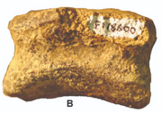 Mitchell ornithopod 1