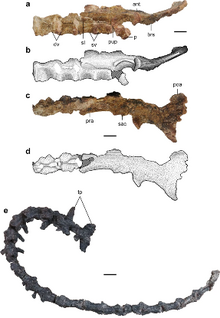 Screenshot 2019-10-31 A new alvarezsaurid dinosaur from the Nemegt Formation of Mongolia(1)