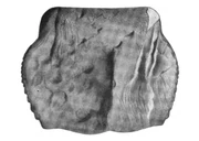 Telson assigned to Pterygotus quadraticaudatus