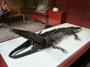 Paracyclotosaurus davidi at NHM 05
