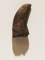 Dromaeosauroides tooth cast