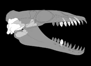Janjucetus dullardi fossil material