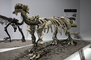 Skeleton of Tianzhenosaurus