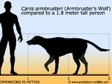 Armbruster's Wolf