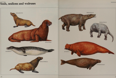 Titanotylopus nebraskensis image buy Uchytel
