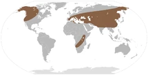 Zygolophodon distribution