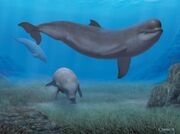 Casatia thermophila-Rendering