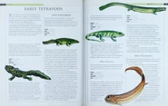 Early Tetrapods 1.png (591 KB)
