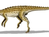 Thyreophora
