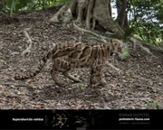 Artist's reconstruction of Hyperailurictis validus