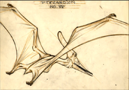 Pterano-sketch 2.png (732 KB)