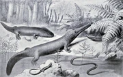 Permian amphibians