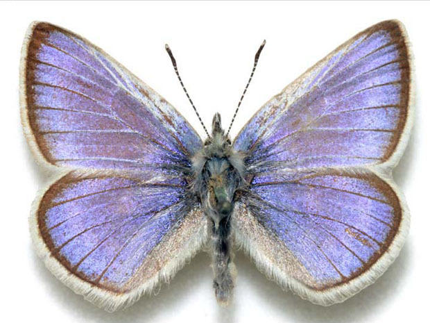 xerces-blue-butterfly-dinopedia-fandom