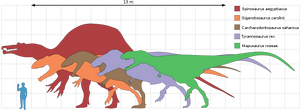 Largest Therapods Scale.png