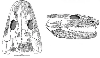 Pholidogaster skull
