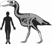 Reconstructions of Kelenken guillermoi (BAR 3877-11) (A), Devicenzia pozzi (MLP 37-III-7-8) (B), and Patagornis marshi (BMNH A517) (C) in occipital (left) and lateral (right) views. FIGURE 12. Reconstruction of Kelenken guillermoi scaled for comparison to a human. Preserved bones are in white