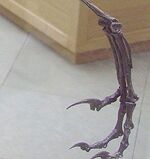 Bambiraptor leg