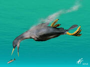 Restoration of Enaliornis