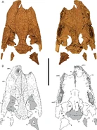 Ahdeskatanka russlanddeutsche fossil materials.jpg (212 KB) Ahdeskatanka fossil materials
