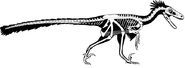 A skeletal reconstruction of D. notohesperus shows that the dromaeosaur, one of a group of agile predators, was about the size of a modern wolf. Analyses of over 20 fossil bits revealed that the dinosaur had feathers and was likely stronger than the closely related Velociraptor.