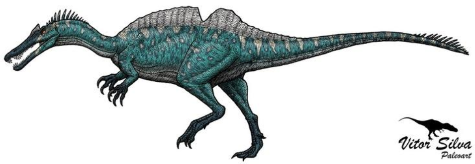 ichthyovenator skeleton