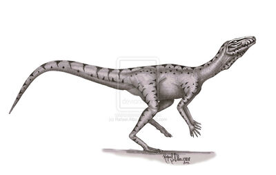 Spondylosoma.jpg