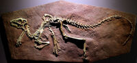 Heterodontosaurus cast.jpg