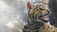 Magerifelis by Jesus Gamarra