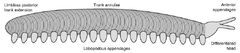 Helenodora inopinata 2