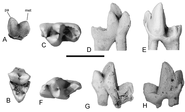 Indohyaenodon teeth
