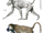 Theropithecus brumpti