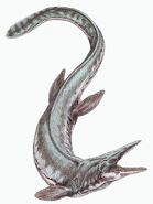 Tylosaurus proriger12DB